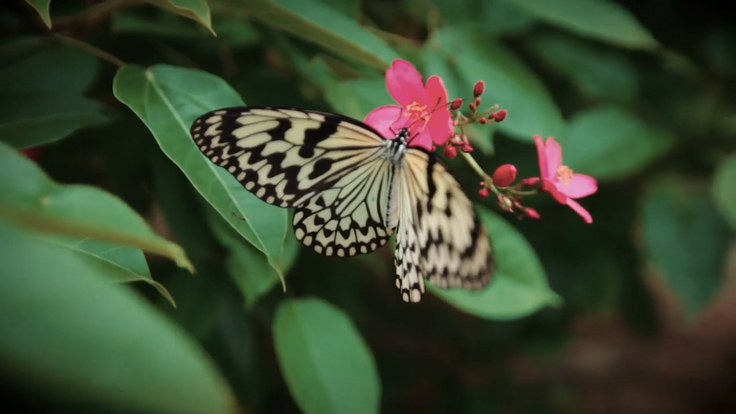 ショートドキュメンタリー「KIKAIJIMA」